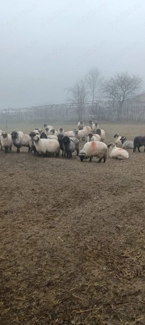 Vând 60 de oi rasă țurcană  - imagine 3