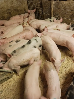 vând purcei și soldani diferite mărimi  - imagine 4