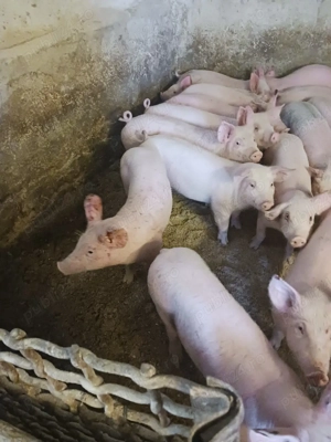 vând purcei și soldani diferite mărimi  - imagine 3