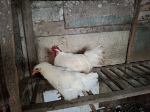 Vand perechi sau cocoși pitici 