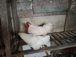 Vand perechi sau cocoși pitici  - imagine 3