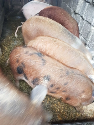 Vând 14 bucăți Șoldanii  - imagine 3