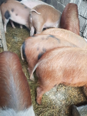 Vând 14 bucăți Șoldanii  - imagine 2