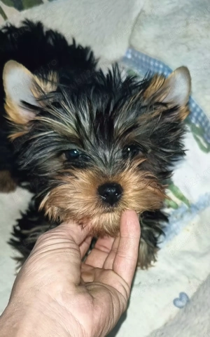 Yorkshire terrier talie mica  3 luni 