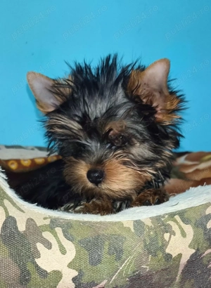 Yorkshire terrier talie mica  3 luni 