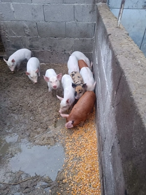 Vând porci de 6 săptămâni  - imagine 2