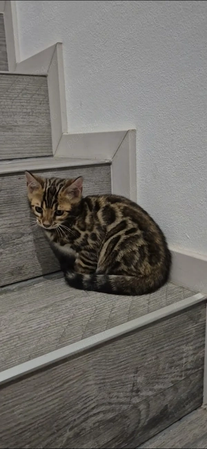 Vand pui pisic bengalez  - imagine 4