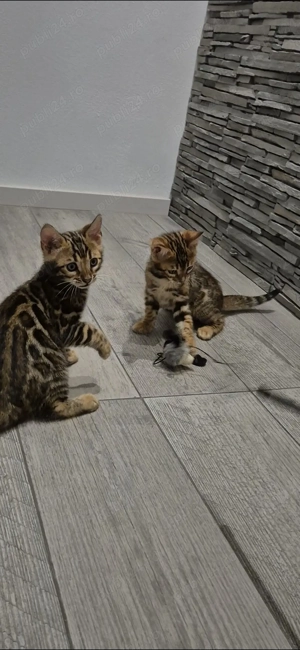 Vand pui pisic bengalez  - imagine 3