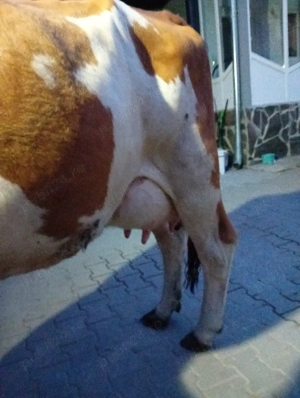 vaca de vinzare  - imagine 2