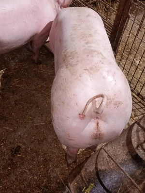 Vand porci - imagine 3