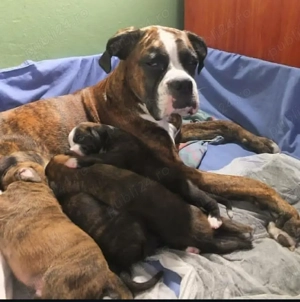 Pui de boxer minunați, gata pentru noi cămine