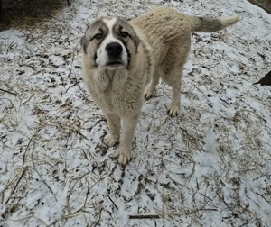 Vand kangal de un an  - imagine 2