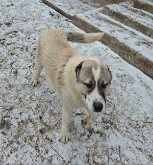 Vand kangal de un an 