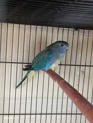 vand femela neophema splendida  - imagine 2