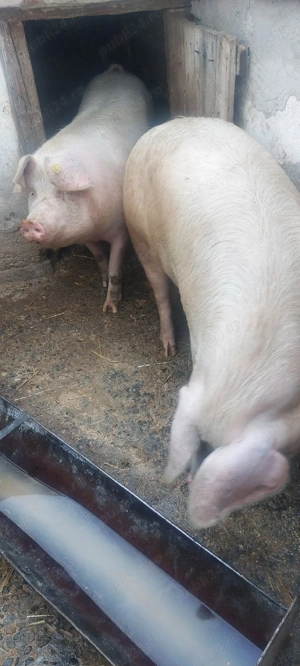 Vând porci grași  - imagine 2
