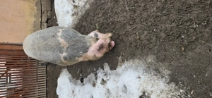 Vând scroafa bucerdea granoasa  - imagine 5