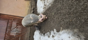 Vând scroafa bucerdea granoasa  - imagine 4