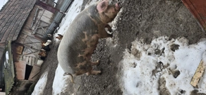 Vând scroafa bucerdea granoasa  - imagine 3