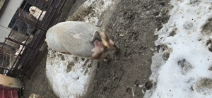 Vând scroafa bucerdea granoasa 