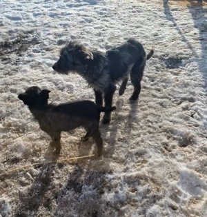 Vând căței de întors oile  - imagine 2