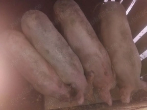 disponibil  - imagine 2