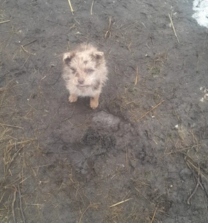 Vând căței de întors oile 