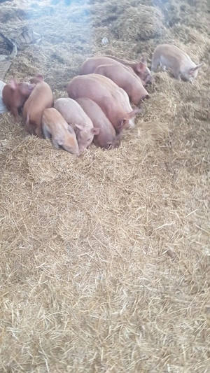 vinzare purcei 6  8 săptămâni rasă Duroc, - imagine 5