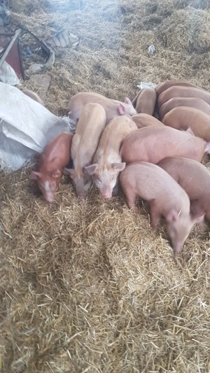 vinzare purcei 6  8 săptămâni rasă Duroc, - imagine 4