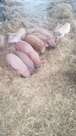 vinzare purcei 6  8 săptămâni rasă Duroc, - imagine 3