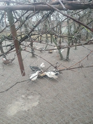 Vând sau schimb gâște americane  - imagine 2