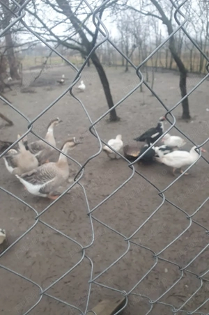 Vând sau schimb gâște americane 