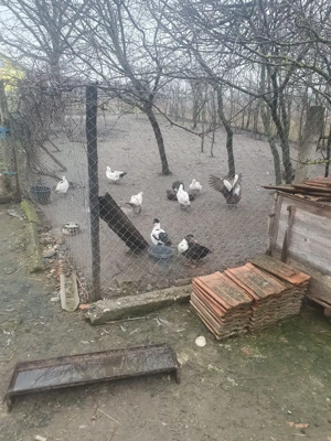 Vând sau schimb gâște americane  - imagine 3