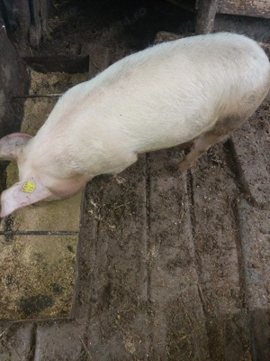 grăsune de vânzare 