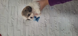 Fetite rasa shih tzu - imagine 2