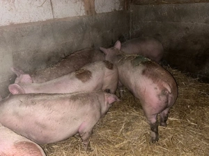 de la 110 la 140 kg  - imagine 3