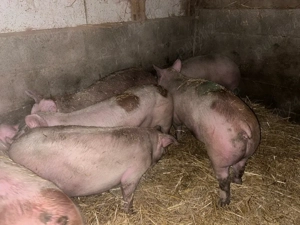 de la 110 la 140 kg  - imagine 4