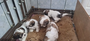 Fetite rasa shih tzu - imagine 3