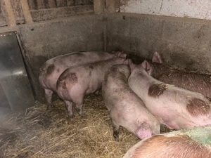 de la 110 la 140 kg  - imagine 2