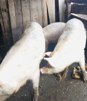 Vând porci mari 180-190 kg 