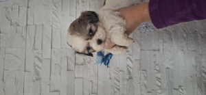 Fetite rasa shih tzu - imagine 5