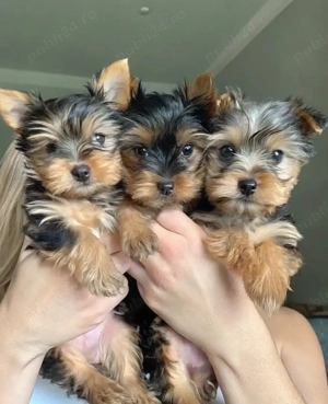 Puii Yorkshire gata pentru noi cămine - imagine 3