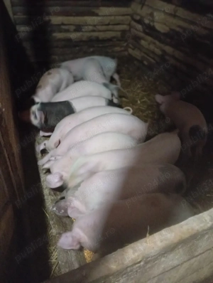 purcei de vânzare  - imagine 5