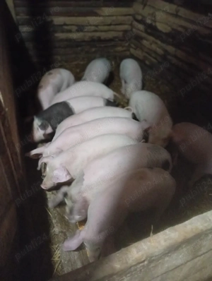 purcei de vânzare  - imagine 3