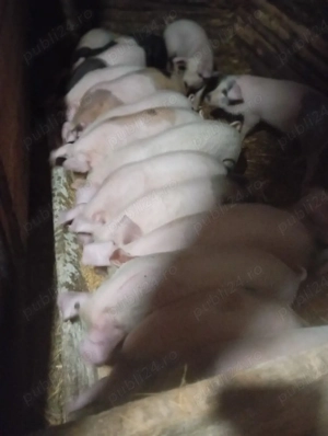 purcei de vânzare  - imagine 2