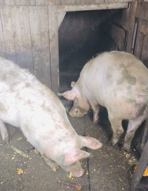 Vând porci mari 180-190 kg  - imagine 2