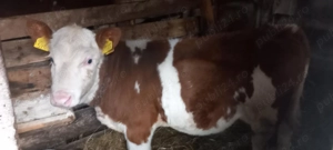 Vând vitea baltata românească