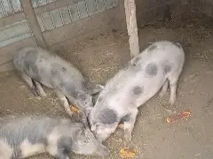 Purcei de vânzare județul Iași 