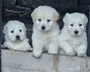 Golden retriever  mascul - imagine 2