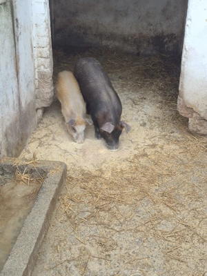 Vând purcei duroc - imagine 2