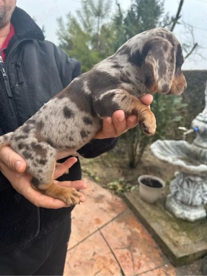 Teckel Mini Merle - imagine 4